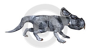 3D Rendering Dinosaur Protoceratops on White