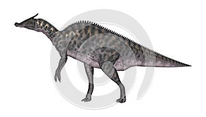 3D Rendering Dinosaur Saurolophus on White