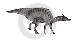 3D Rendering Dinosaur Saurolophus on White