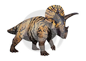 3D Rendering Dinosaur Triceratops on White