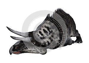 3D Rendering Dinosaur Zuniceratops on White