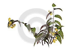 3D Rendering Dragon Wing Begonia on White