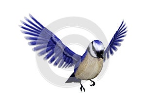 3D Rendering Florida scrub jay on White