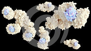 forming human apoptosome molecule of Apaf-1
