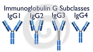 3D rendering of the four human IgG subclasses (IgG1, IgG2, IgG3, IgG4).