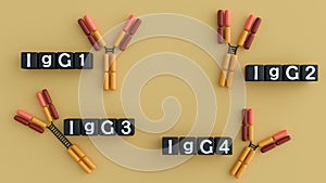 3D rendering of the four human IgG subclasses (IgG1, IgG2, IgG3, IgG4).