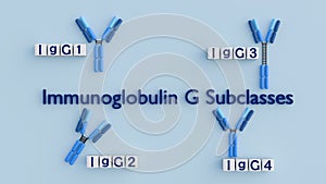 3D rendering of the four human IgG subclasses (IgG1, IgG2, IgG3, IgG4).
