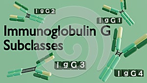 3D rendering of the four human IgG subclasses (IgG1, IgG2, IgG3, IgG4).