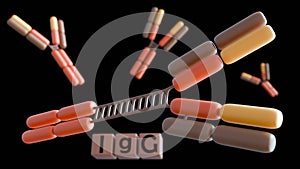 3D rendering of the four human IgG subclasses (IgG1, IgG2, IgG3, IgG4).