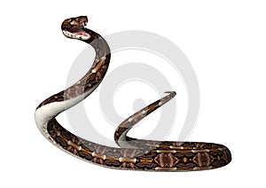 3D Rendering Gaboon Viper Snake on White