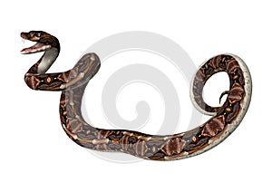 3D Rendering Gaboon Viper Snake on White