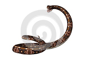 3D Rendering Gaboon Viper Snake on White