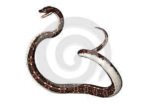 3D Rendering Gaboon Viper Snake on White