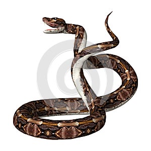 3D Rendering Gaboon viper on White