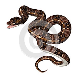 3D Rendering Gaboon Viper on White