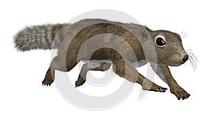3D Rendering Gambian Sun Squirrel on White