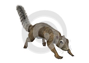 3D Rendering Gambian Sun Squirrel on White