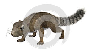 3D Rendering Gambian Sun Squirrel on White