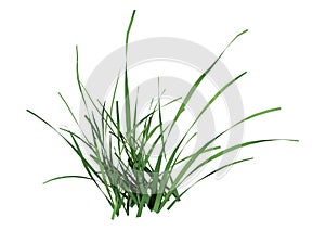 3D Rendering Grass Clump on White