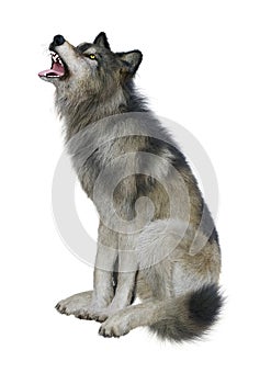 3D Rendering Gray Wolf on White