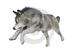 3D Rendering Gray Wolf on White