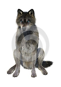 3D Rendering Gray Wolf on White