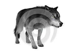 3D Rendering Gray Wolf on White