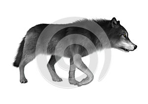 3D Rendering Gray Wolf on White