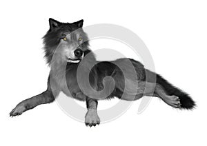 3D Rendering Gray Wolf on White