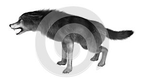 3D Rendering Gray Wolf on White