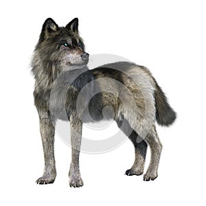 3D Rendering Gray Wolf on White