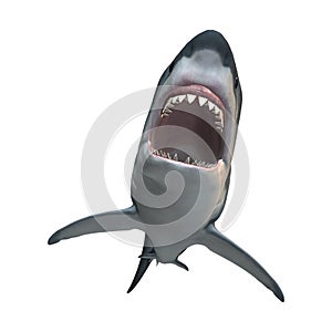 3D Rendering Great White Shark on White