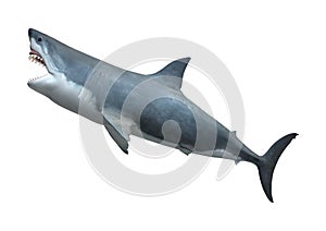 3D Rendering Great White Shark on White