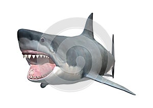 3D Rendering Great White Shark on White