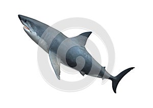 3D Rendering Great White Shark on White