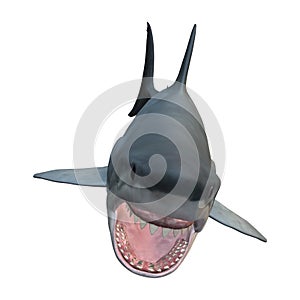 3D Rendering Great White Shark on White