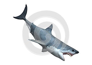 3D Rendering Great White Shark on White