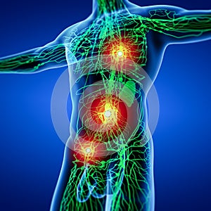3D rendering illustration of Lymphatic system