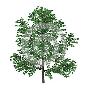 3D Rendering Sweet Birch Tree on White photo