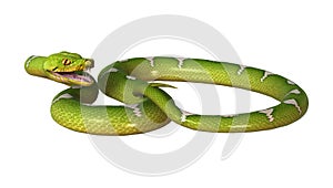 3D Rendering Green Tree Python on White