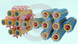 3d rendering of hexagonal lamellar phase and inverse hexagonal phase photo