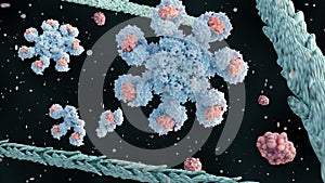 human apoptosome molecule contains seven Apaf-1 molecules