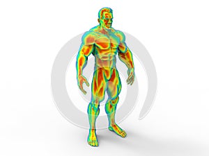 3D rendering - human male body muscles