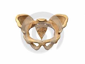 Human pelvis