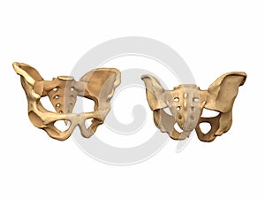 Human pelvis