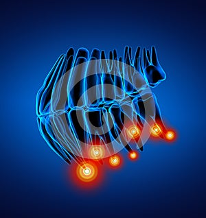 3d rendering human teeth