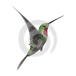 3D Rendering Humming Bird on White