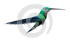 3D Rendering Humming Bird on White