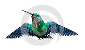 3D Rendering Humming Bird on White