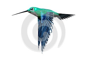 3D Rendering Humming Bird on White